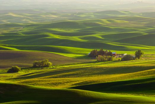 Family farm and rolling hills of wheat in Spring, Whitman County, Washington, USA