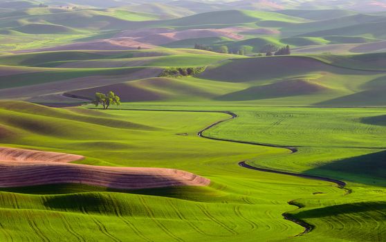 Rolling hills and green wheat fields, Whitman County, Washington, USA