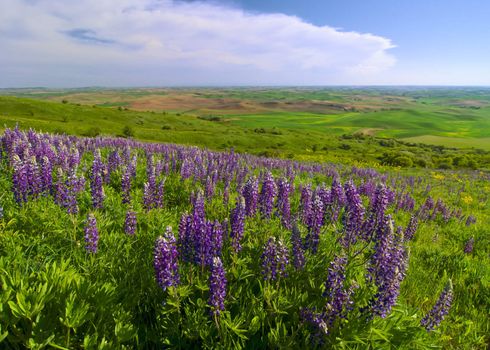 Lupine flowers and rolling hills, Steptoe Butte State Park, Whitman County, Washington, USA
