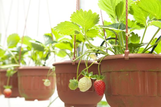 Strawberry plant in pot hanging for sale.