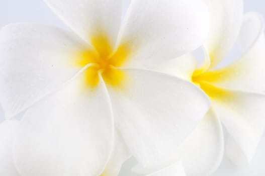 Close up photo of white Frangipani flower