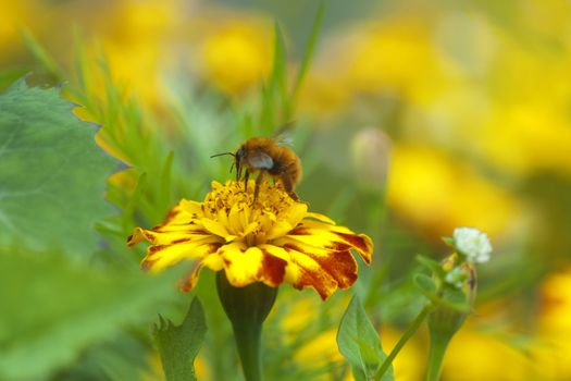 Bee collecting honey on flower