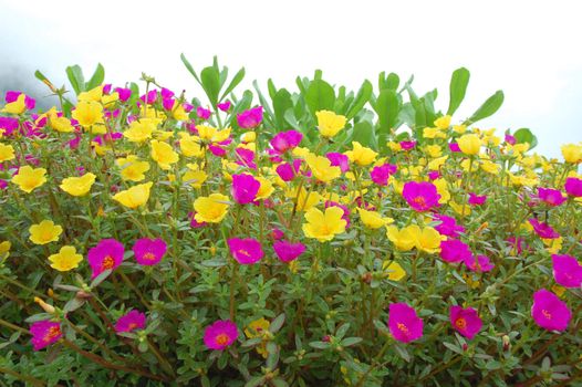 Vibrant field of wildflowers