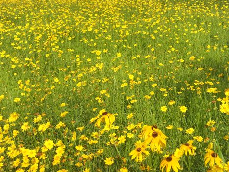 rudbeckia