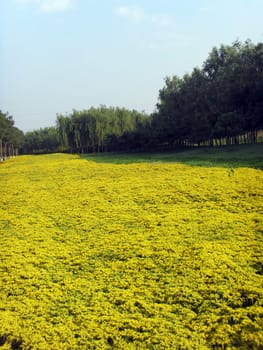 flowering field Panax Notoginseng