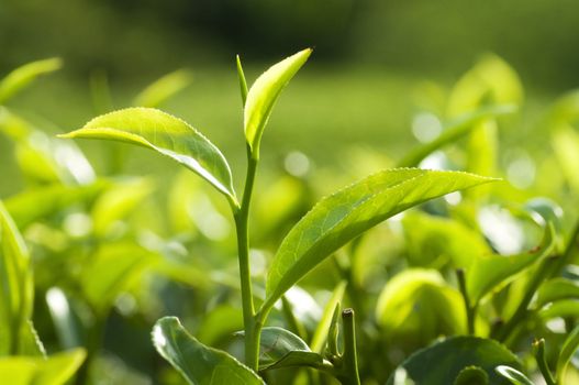 Tea Plantations at Cameron Highlands Malaysia. 