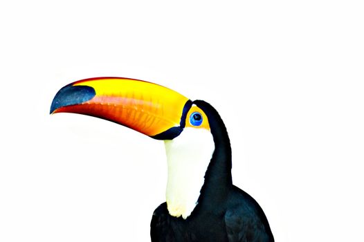 colorful toucan with white background