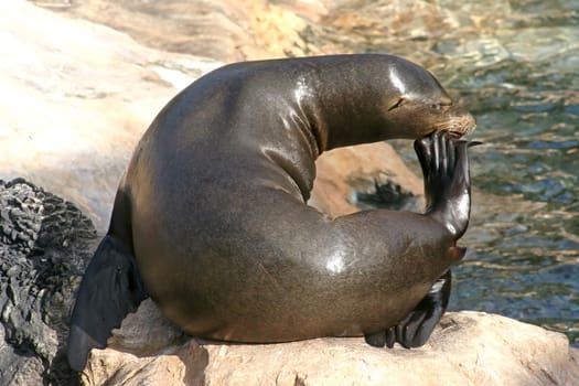 A Seal relaxing in a 'c' shape on a rock