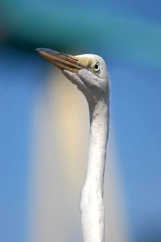 A white bird with a long neck