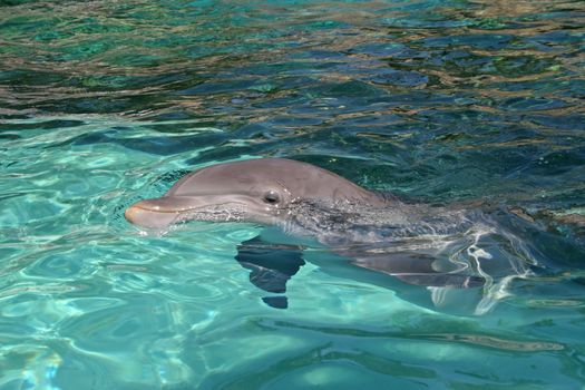 A dolphin swimming through the blue water