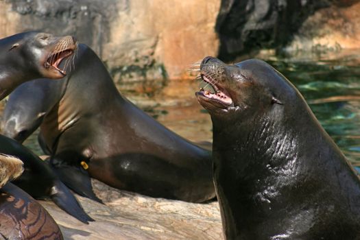 Sealions shouting at each other whilst sitting on rocks