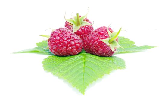 fresh raspberry closeup isolated on white background