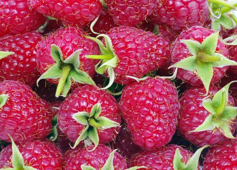 sweet fresh raspberry close up