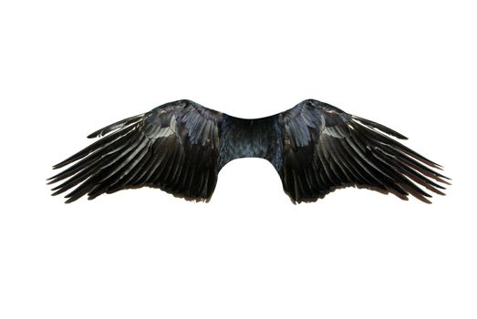 Pair of wings isolated on white