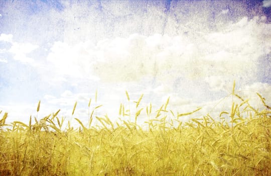 Wheat ears against the blue  sky