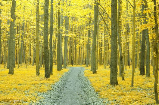 a path is in the autumn forest     