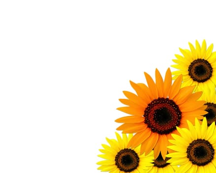 Sunflowers frame with place for you text