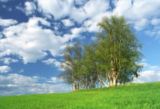 Nice clump of green trees, fresh grass, blue sky, empty background landscape