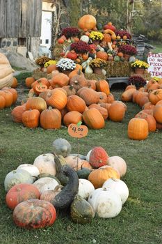Piles of pumpkins for sale at farm