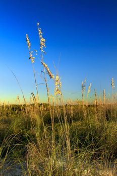 Sea Oats in Honeymoon Island, Florida