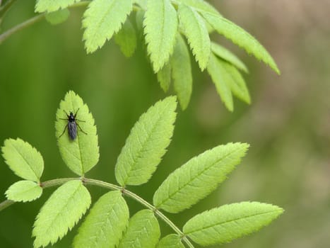 Beetle on a leaf focused