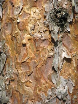 Pine bark background