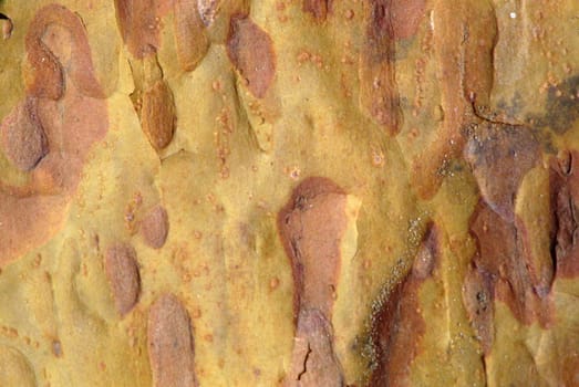 Pine bark background