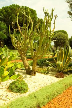 Landscape With Cactus.