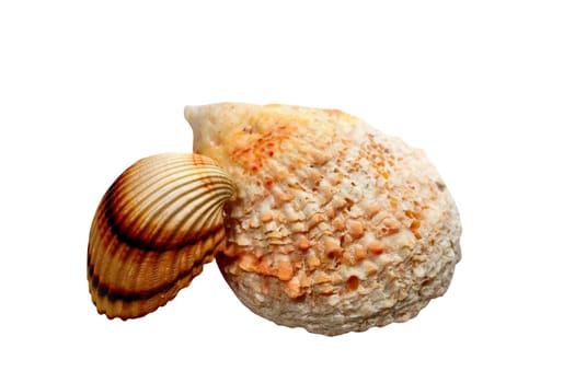 isolated two seashell