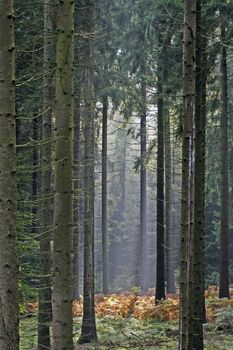 Forest with sun beams in Lower Saxony. Waldlichtung in Oesede