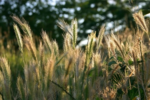 wheat crops plant field
