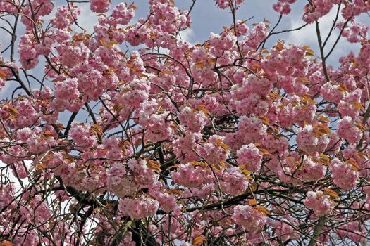 Japanese Cherry tree (Prunus)in spring in Lower Saxony, Bad Rothenfelde, Germany. Prunus, Japanischer Kirschbaum, Japanische Zierkirsche