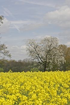 Prunus, cherry tree with Rapeseed, Georgsmarienhütte, Lower Saxony, Germany