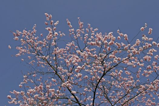 Prunus, Japanese Cherry tree in spring.
Prunus, Japanische Zierkirsche, Frühling.