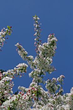 Cherry tree in spring. Kirschbaumblüte