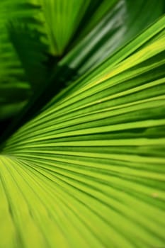 Close-up of Palm leaves, can use as background in design