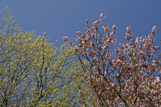 Prunus, Japanese Cherry tree in spring. Kirschbaum