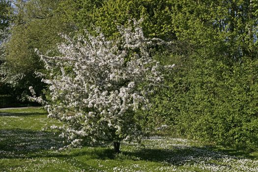 Cherry tree in spring near Bad Laer, Osnabrücker Land, Lower Saxony, Germany. Kirschbaumblüte. Bad Laer, Kirschbaum im Kurpark