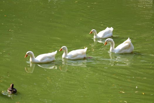 Geese are following the leader