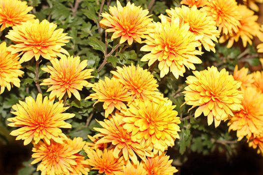 Close up of many blooming chrysanthemum