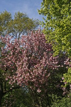 Japanese Cherry tree in spring