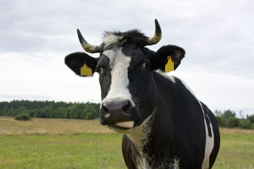 curious cow