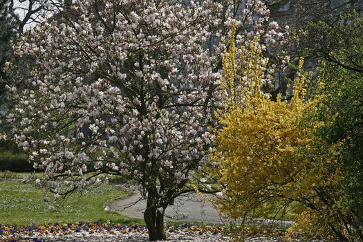 Magnolia and Forsythia in spring.