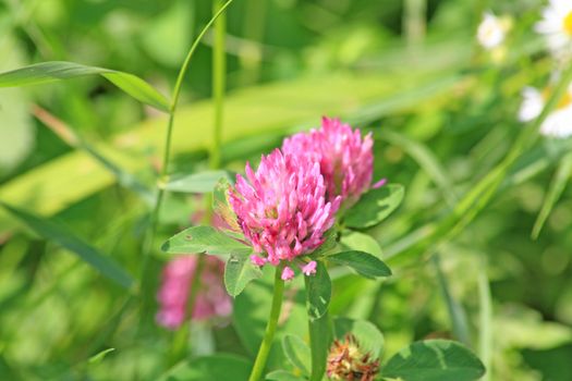 Close up of the blossoms of red clover