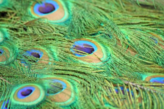 Close up of the peacock vibrant feathers