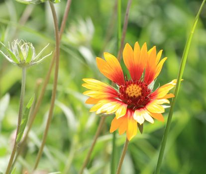 Close up of the yellow gailardia