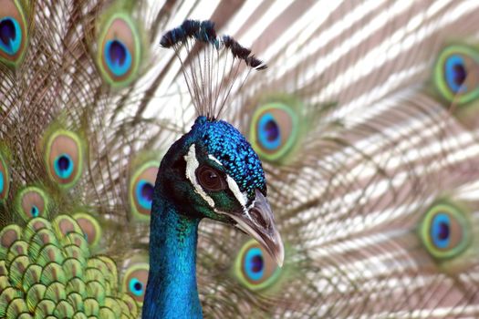 Close view of a beautiful, displaying male peacock