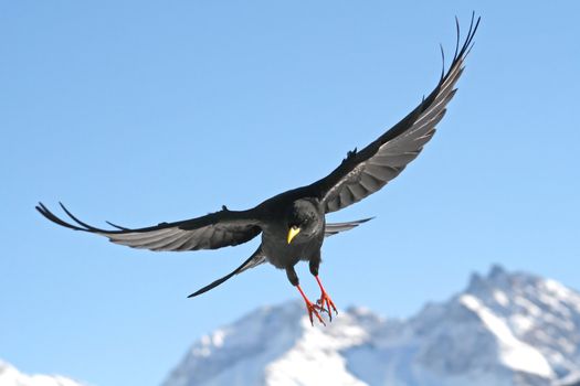 Close view of a black daw flying straight to you
