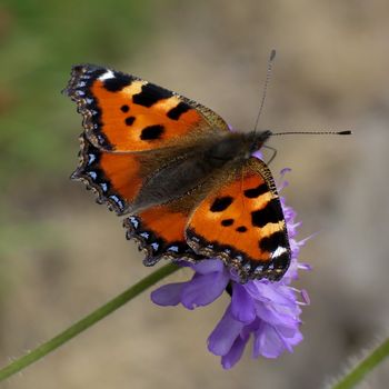 Close view of a butterfly sucking nectar on a flower (knautia arvensis)