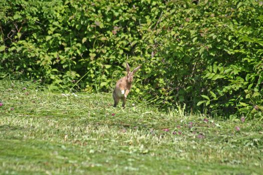 Young rabbit jumping in the grass